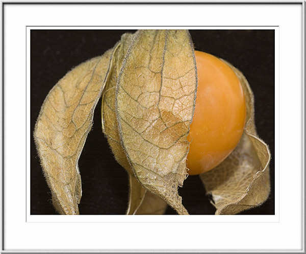 Image ID: 100-190-3 : Tomatillo 